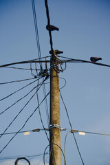 Group of pigeons on a power pole cable