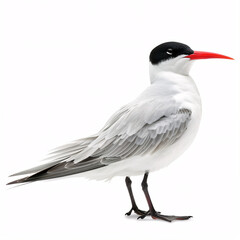 Obraz premium Tern isolated on white background. Scientific name: Sterna hirundo.