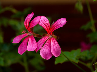 pink and yellow flowers