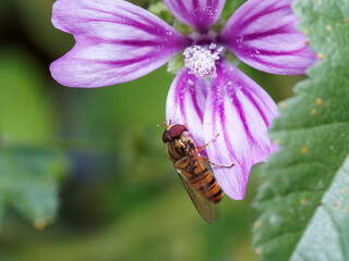 bee on flower