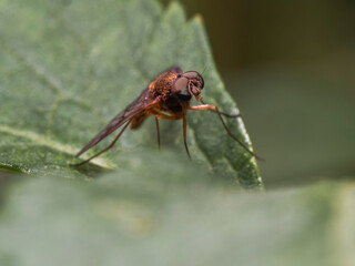 spider on a leaf