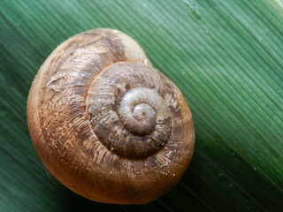 snail on a leaf