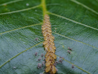 caterpillar on a leaf