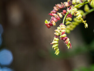 close up of willow
