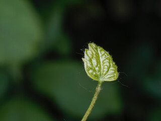 Fototapeta premium macro of a flower