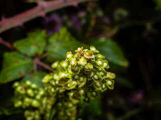 christmas tree with cones