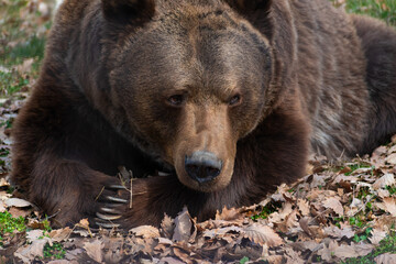 brown bear portrait