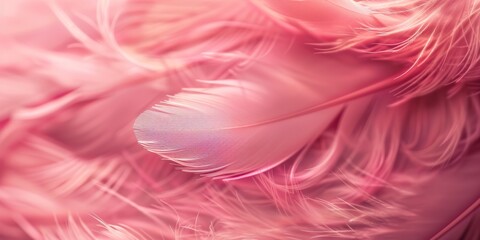 Obraz premium Close up of pink feather texture