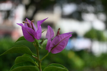close up of yellow flowers