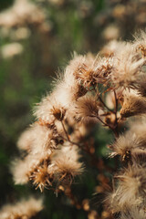 shrubs, bushes, nature, greenery