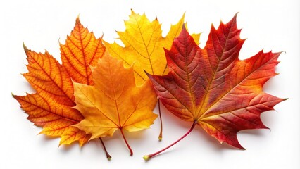 Fototapeta premium Vibrant orange, red, and yellow fall leaves isolated on a clean white background, showcasing nature's colorful seasonal transition.
