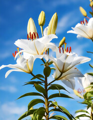 white lily flowers banner. White lily flower. view shows petals, stamens, leaves and buds on a twig on a clear, blue sky day. isolated on bright blue sky