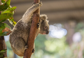Close up view of a Koala marsupial native to Australia seen in it's natural habitat