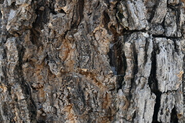 tree trunk texture