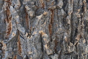 tree trunk texture