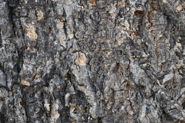 tree trunk texture
