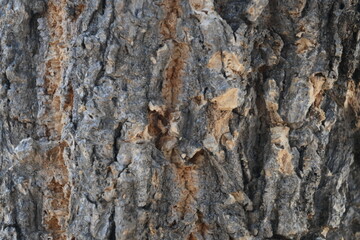 tree trunk texture