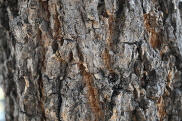 tree trunk texture