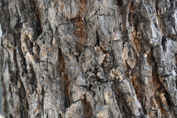 tree trunk texture