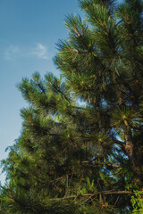 natural, coniferous trees, evergreen trees