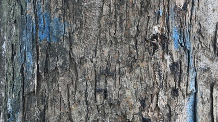 tree trunk texture