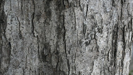 tree trunk texture