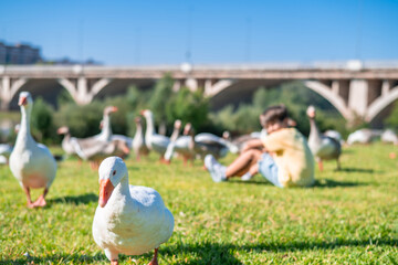 Duck Park In The City And A Child Sitting On The Grass In The Background.
