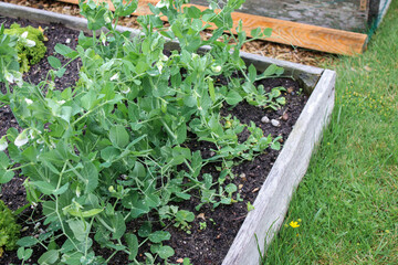 Close up of young sweet pea seedling growing in garden bed