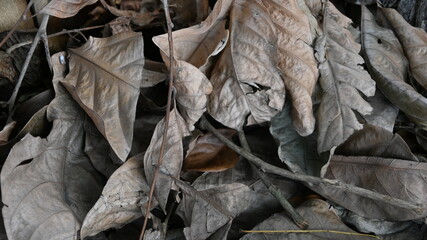 dry leaves on the ground