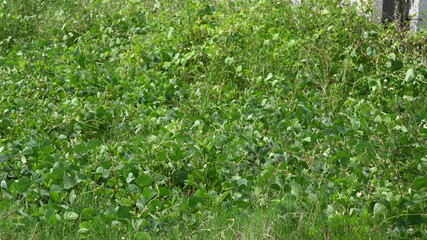 texture of plant bushes