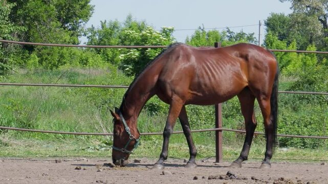 A Brown Horse Grazes in a Sun-Drenched Pasture