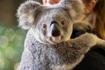 Close up view of a Koala face and eyes seen in it's natural habitat native to Australia