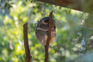 Koala marsupial native to Australia seen in a eucalyptus tree in it's natural native habitat