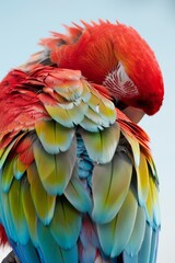 Obraz premium A tight shot of a multicolored bird with vibrant feathers on its back against a clear blue sky
