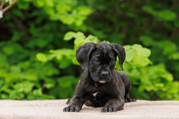 Cane corso italiano puppy in summer