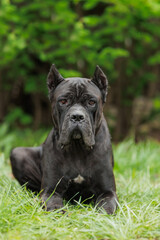 Cane corso italiano adult dog