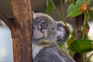Close up view of a Koala face and eyes seen in it's natural habitat native to Australia