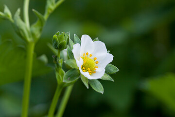 Flower of strawberry plant - delicate white petals with yellow middle.