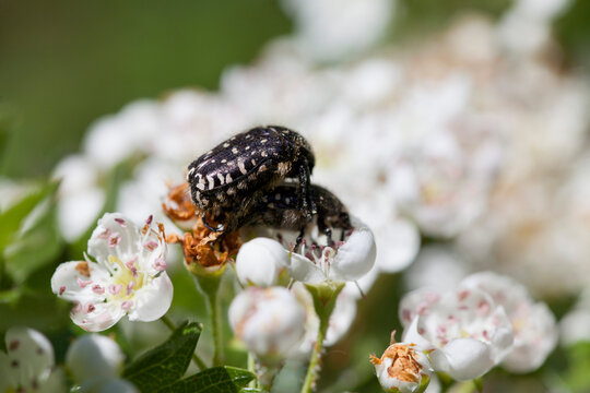 Mediterranean spotted chafer beetle on white Flower of hawthorn - beuatiful  blossom of crataegus tree.