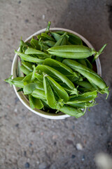 Garden pea pod scraps ready to compost in the kitchen garden.