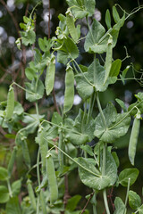 Garden pea flower and sweet pods in the vegetable garden.