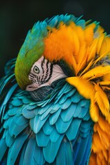Fototapeta premium A tight shot of a multi-colored bird with a black and white stripe adorning its chest and head