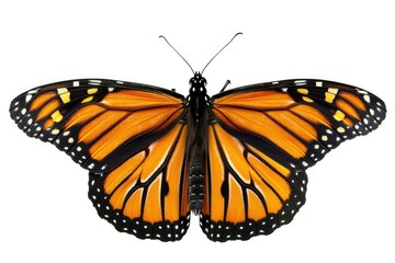 Fototapeta premium Butterfly - Monarch Butterfly Digital Render in Vibrant Colors on White Background