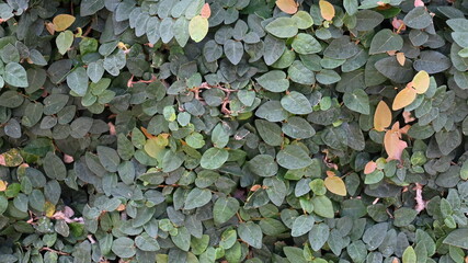 texture of plant bushes