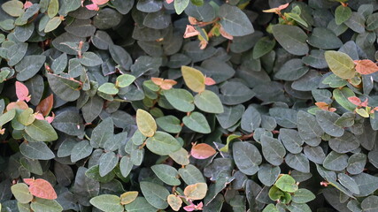 texture of plant bushes