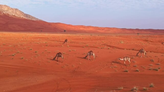 A drone over the sand dunes of the desert in which camels graze. Sunny summer day