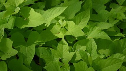 texture of plant bush with green leaves