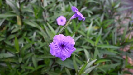 close up purple flowers