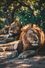 Obraz premium A group of lions reclines atop a dirt expanse, adjacent to a verdant forest teeming with emerald leaves and towering trees