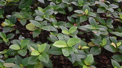texture of plant bush with green leaves